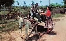Kingston Jamaica Caribbean Donkey Cart Coconut Harvest Woman Vtg Postcard J36