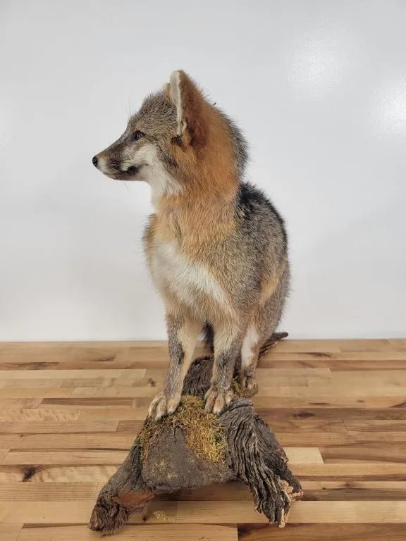 Gorgeous Grey Fox Full Body Mount Taxidermy Log Cabin Vintage Rare