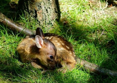 Photo A3 Muntjac Deer Fawn Newchapel/TQ3642 Seen at the British Wildlif c2011
