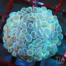 Electric Blue Hammer - NOT WYSIWG | Live LPS Coral | Aquacultured