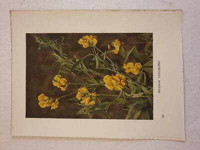 CORKE Meadow Vetchling (c.1914 Colour Botanical Flowers Photo Print)