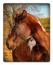 HORSE LOOKING OVER FENCE HEAVY DUTY USA MADE METAL HOME DECOR DECORATIVE SIGN