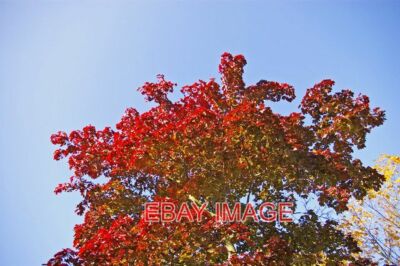 FOTO AHORNBAUM LONDON N14 DAS ROT DER BLÄTTER DIESES BAUMES KONTRAST MIT TH