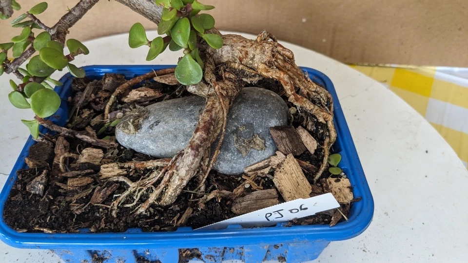 Pre Bonsai -mini Jade-Portulacaria -Unique Fantastic -Easy Care Tropical (PJ06) - Image 3 of 4