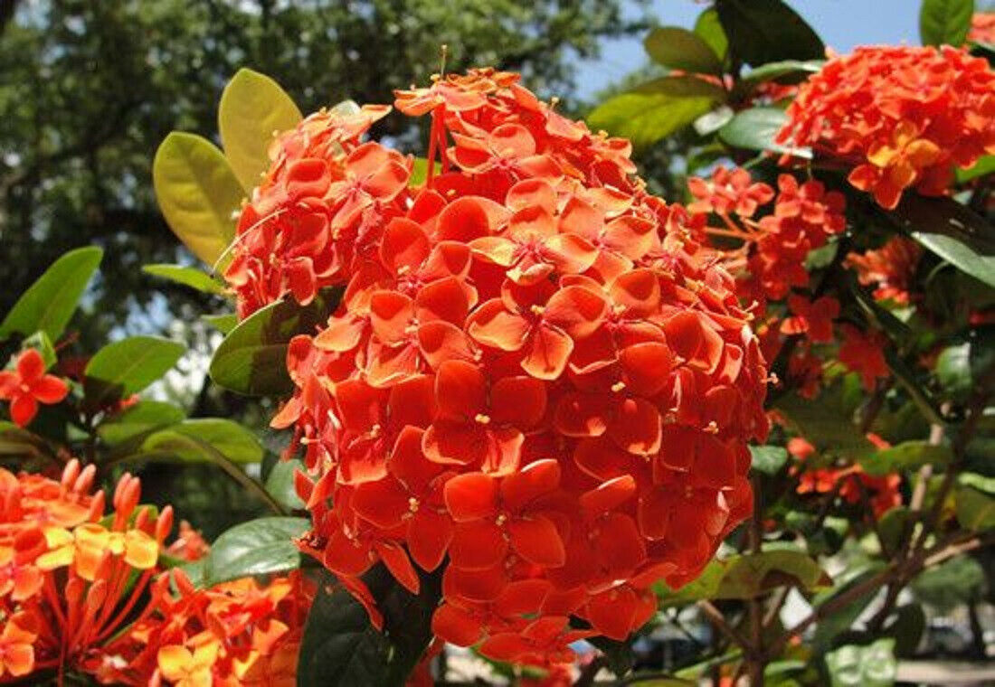 専用 hydrangea 大量まとめ売り 50 - www.perucho.gob.ec