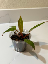 Philodendron Painted Lady - LIVE PLANT