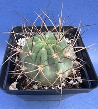 Acanthocalycium hoevenii WR1013 shown in a 4 inch pot, #R1337