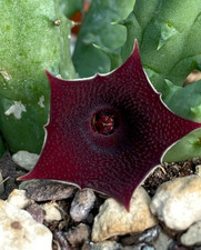 HUERNIA KENIENSIS - SUCCULENTA - VASO Ø9