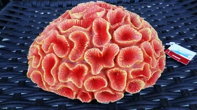 Petco Essentials Aquatic Decor Pess Brain Artificial Coral ~ Aquarium Ornament