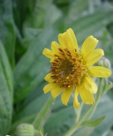 ♫ ARNIQUE des Montagnes - Arnica montana ♫ Graines ♫ COLLECTION d'Aromatiques ♫