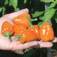25 seeds Plum Habanero hot pepper easy grow planting garden spicy hot food
