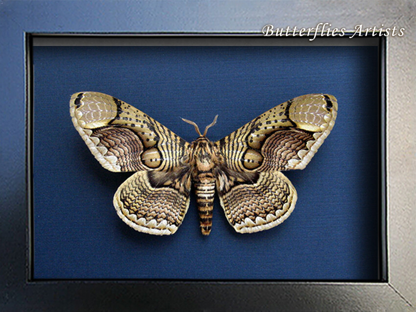 Real Owl Moth Brahmaea Hearseyi Taxidermy Framed Entomology