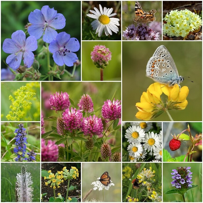 British Native 100% Wildflower seeds - Flowering Lawn Mix - 2g.  UK Bred Seed