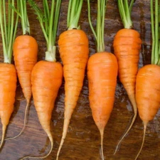 CHANTENAY RED CORED CARROT 1100 SEEDS FRESH FOR GARDENS
