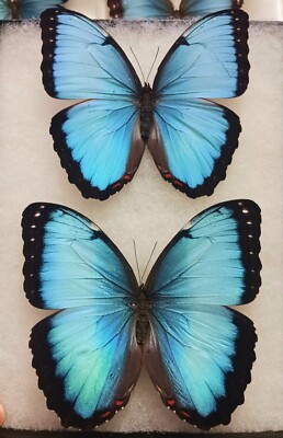 MORPHO PELEIDES A1 ONLY MALES UNMOUNTED WINGS CLOSED LOT OF 5. | eBay