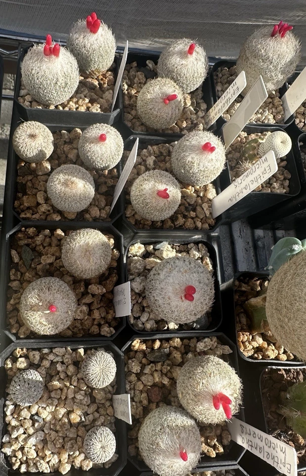 Epithelantha Micromeris Cactus Plant - Image 3 of 3