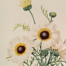 P. J. Redoute Flowers Chrysanthemum carinatum Botanical Art Book Plate 22 Print