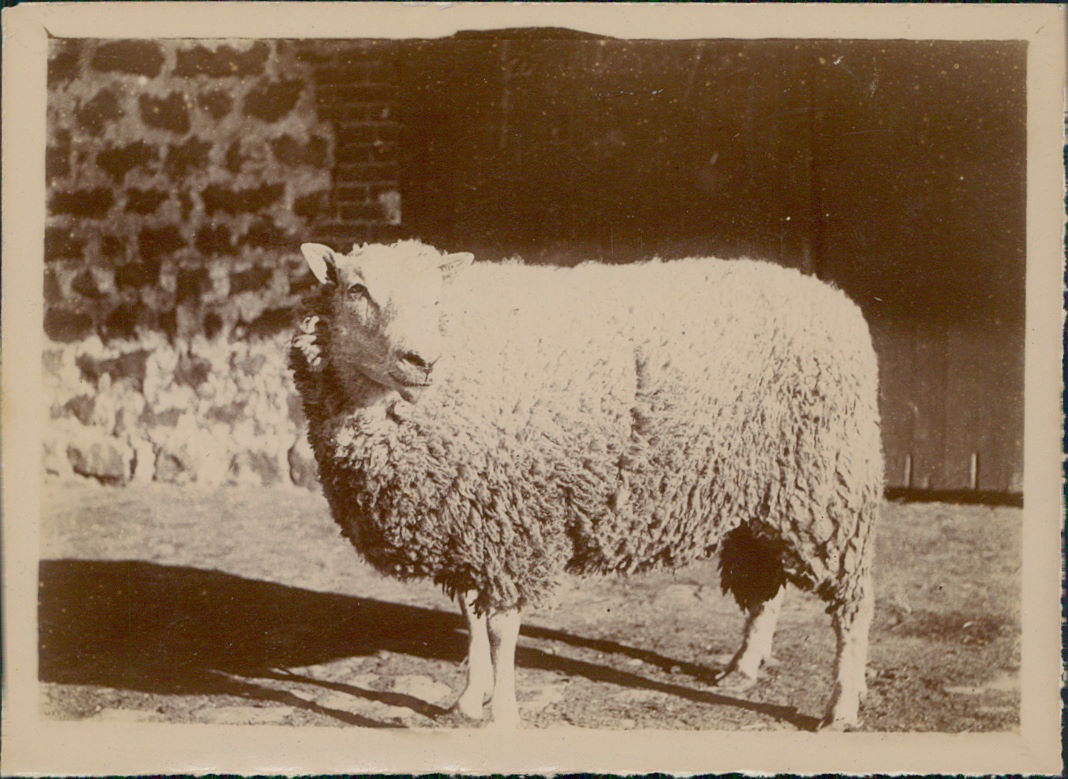 Tirage Photo Argentique Vintage Dijon 1910 - Format 6,5x9 Cm, épreuve Originale D'époque