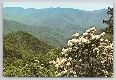 Shenandoah National Park Mountain Laurel In The Mountains Postcard