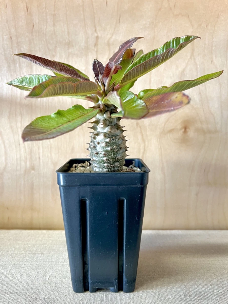 Caudex Cactis&Succulents for sale | eBay