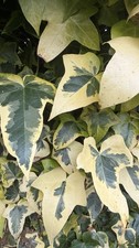 7 x Hedera Helix Ivy Plant - fresh unrooted cuttings - easy to grow