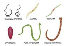 Yomesan Chewable Detox Tapeworm Taenia 4 tablets in 1 box, Tapeworm Infections