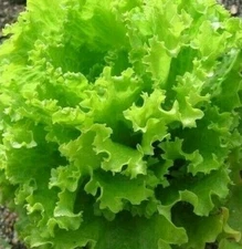 SALAD BOWL LETTUCE SEEDS 1000+ healthy GARDEN LEAFY greens SALAD FREE SHIPPING