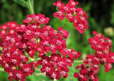 700 SEEDS - yarrow RED PERENNIAL - good for DRYING GroCo - BUY ANY 15-SHIPS FREE