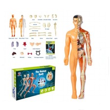 3D Human Body Torso Model for Kid Anatomy Model Skeleton, Removable Parts UK