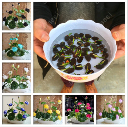 5 Bag Hot Summer 100 Bowl Lotus Flower Bonsai Tree Seedling Pots Bonsai Garden For Sale Online Ebay