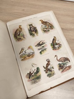 Konvolut alte Tierbilder, Bildbretter, Ordner Ornithologie Vinta »