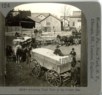 Waiting Their Turn At Cotton Gin, Greenville,Tx-Keystone Ed. Set Stereoview #124