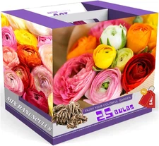 25 Ranunculus Bulbs for Fall Planting, Perennial Flowers Bulbs for Gardens, Vibr