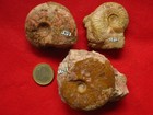 3 ammonites de l'Aalénien : Leioceras groupe comptum Reinecke, 1818