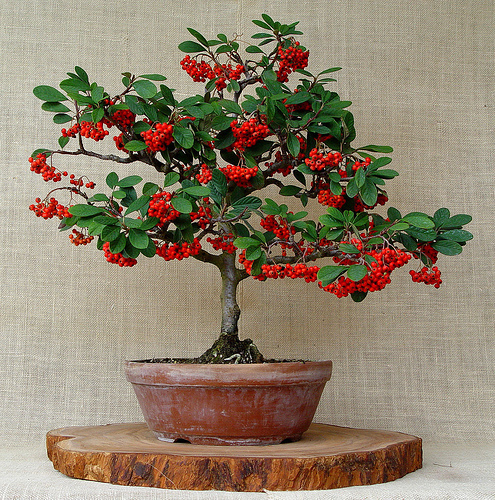 COTONEASTER HORIZONTALIS BONSAI 500 Seeds Seeds