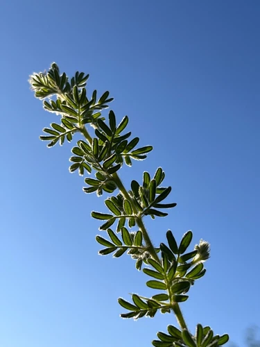 Acacia guinetii seeds - "Guinet's Wattle"