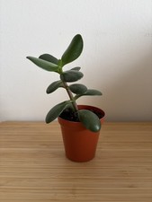 Money Tree plant