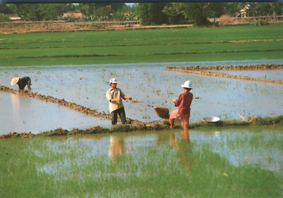 Cuoc Song Doi Thuong Daily Life in Vietnam #5 Scoop Watering in Field Postcard