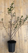 Dwarf Birch (Betula nana) tree 20-40cm cell grown