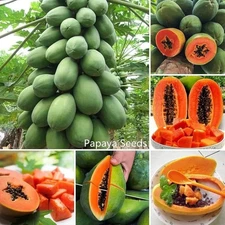 500 Red Lady Papaya Fruit Tropical Fresh Seeds Tree Plant Organic FREE SHIPPING