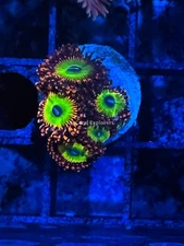 CE- WYSIWYG Candy Apple Zoa Zoanthid Frag Live Coral Frag LPS SPS #R1GH5