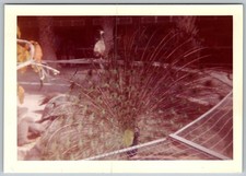 Vtg Color Snapshot Peacock With Fanned Tail Feathers At Crandon Park Zoo 1962