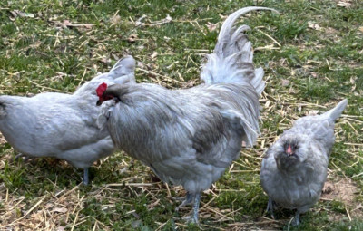 Lavender Ameraucana Hatching Eggs (6)  NPIP Certified & AI Clean