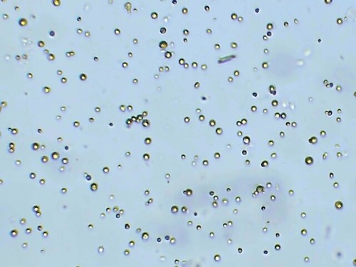 Nannochloropsis Occulata - Marine Live Phytoplankton, Indoor Cultured
