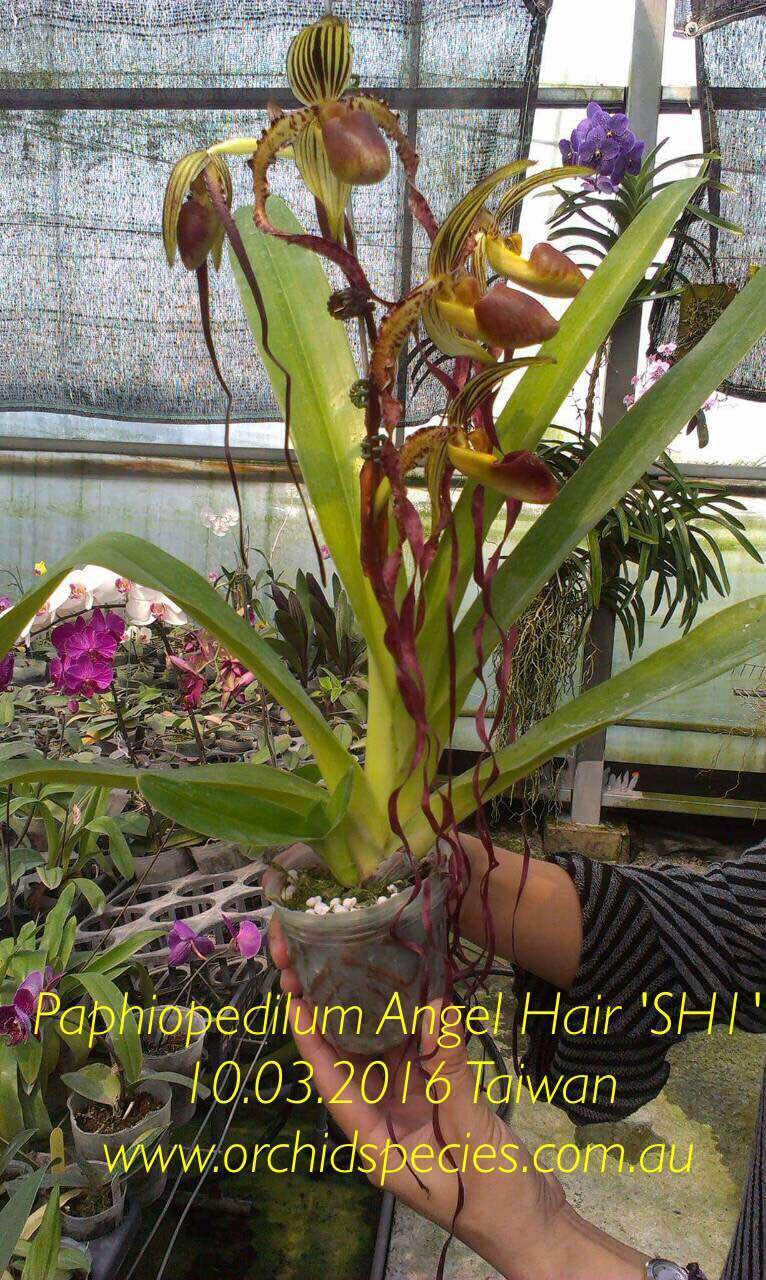 QOB Orchid Multifloral Paphiopedilum Angel Hair x Bel Royal POT100mm  LP200mm 3YO | eBay
