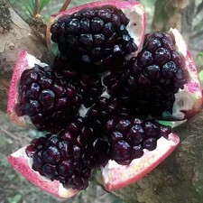 50 Giant Black Pomegranate Seeds Punica Granatum Megranate Organic Fruit