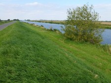 Photo A2 Tree on the bank of the River Welland Deeping St Nicholas Close c2012
