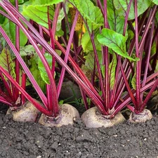 Detroit Dark Red Beet Seeds - 200+ Count - For 2025 Planting Ruby Red Beet