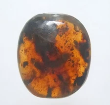 100 MILL. YEARS OLD BURMITE AMBER WITH INCLUSIONS (ABR11/61)