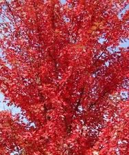 Red Maple Tree - acer rubrum - 30 fresh seeds - Fast growing! 